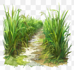 Green Path - Green Path Through Tall Grass PNG