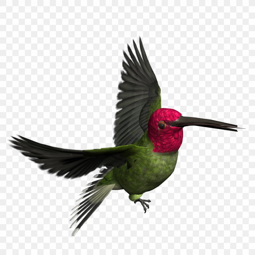 Hummingbird Woodpecker Clip Art, PNG, 1600x1600px, Bird, Beak, Display Resolution, Fauna, Feather Download Free