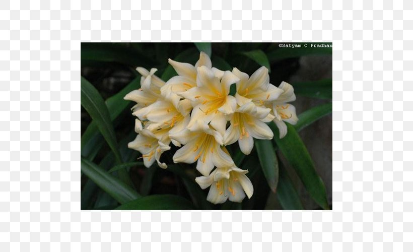 Narcissus Canna Dendrobium Herbaceous Plant, PNG, 500x500px, Narcissus, Amaryllis Family, Canna, Canna Family, Cannaceae Download Free