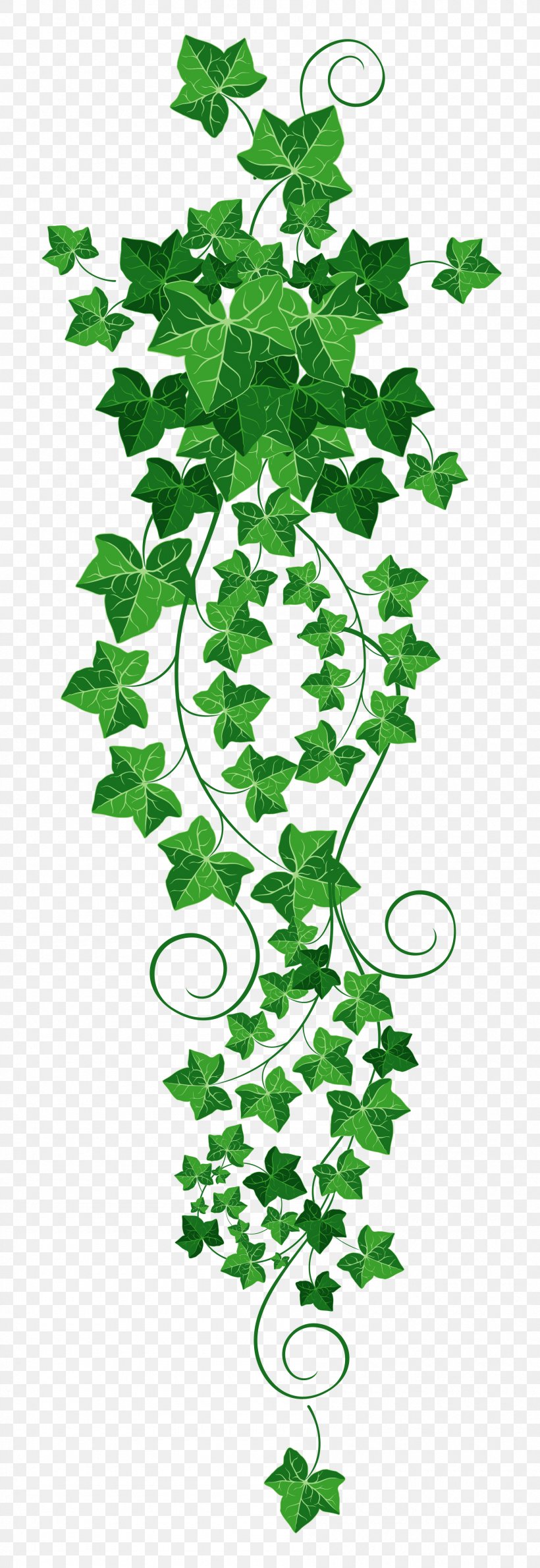 Common Ivy Vine Clip Art, PNG, 1795x5209px, Common Ivy, Art, Branch, Document, Drawing Download Free