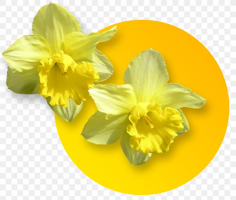 Daffodil Clip Art Narcissus Drawing, PNG, 920x779px, Daffodil, Amaryllis Belladonna, Amaryllis Family, Cattleya, Drawing Download Free