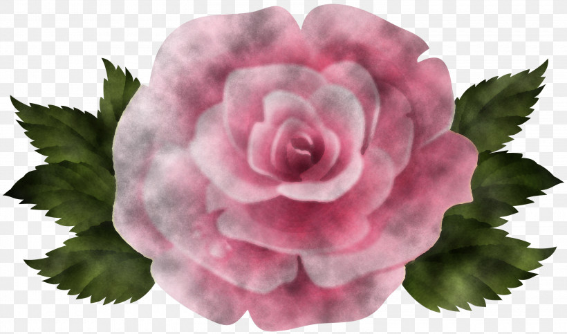Garden Roses, PNG, 3000x1768px, Flower, Annual Plant, Begonia, Camellia, Cut Flowers Download Free