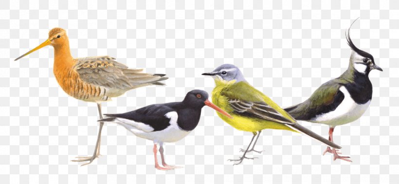 Bird Oranjepolder Beak Weidevogel Black-tailed Godwit, PNG, 1112x516px, Bird, Beak, Bird Nest, Birdlife Netherlands, Blacktailed Godwit Download Free
