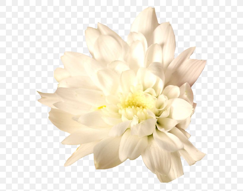 Cut Flowers Chrysanthemum Floristry Dahlia, PNG, 600x645px, Flower, Chrysanthemum, Chrysanths, Common Daisy, Cut Flowers Download Free