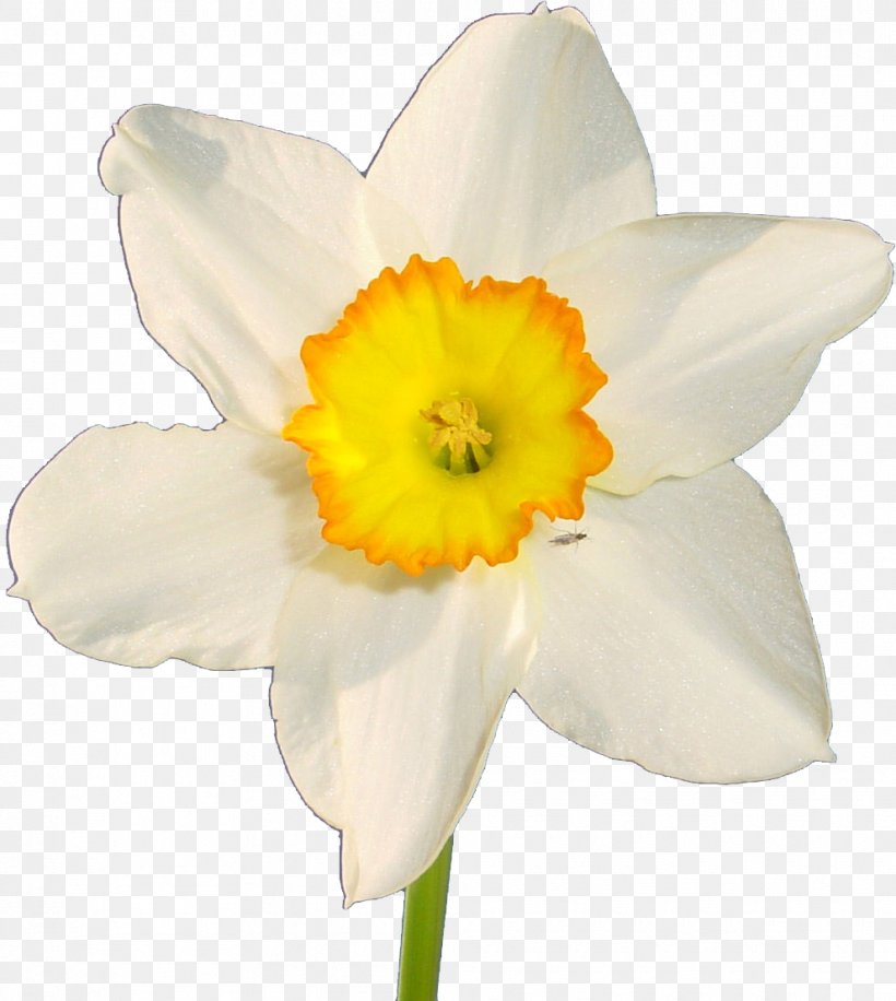 Flower Daffodil Kartka Desktop Wallpaper Photography, PNG, 990x1107px, Flower, Amaryllis Family, Cut Flowers, Daffodil, Ecard Download Free