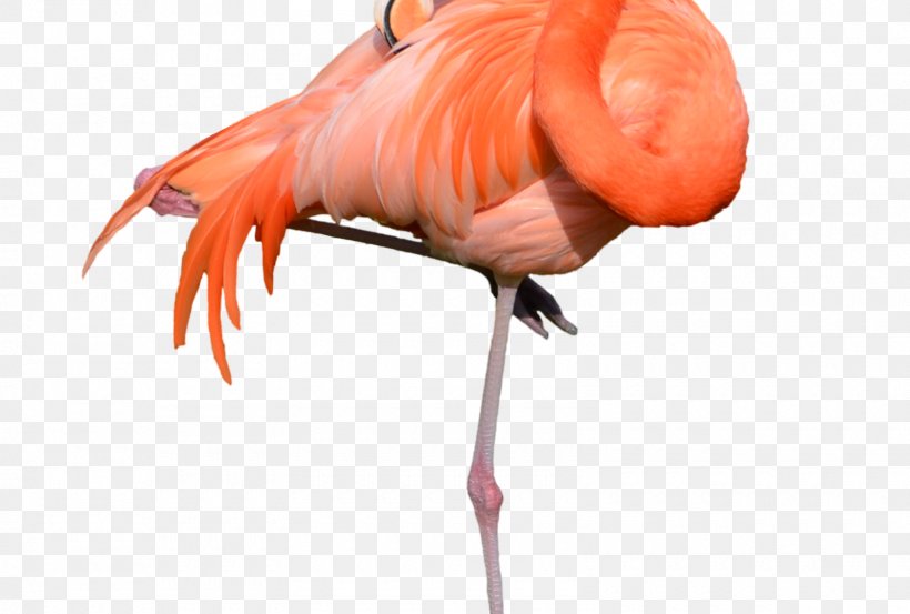 Clip Art Transparency Flamingo Vector Graphics, PNG, 1600x1080px, Flamingo, Beak, Bird, Drawing, Greater Flamingo Download Free
