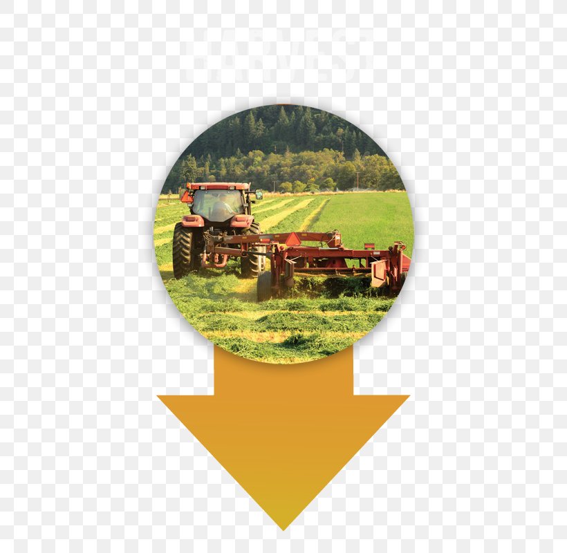 Agriculture EIMA INTERNATIONAL Organic Farming Tractor Alfalfa, PNG, 410x800px, Agriculture, Alfalfa, Arable Land, Crop, Eima International Download Free