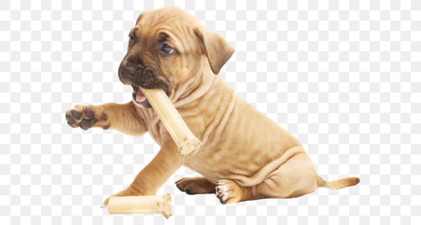 Dog Breed Puppy Boerboel Boxer Companion Dog, PNG, 600x438px, Dog Breed, American Staffordshire Terrier, Beagle, Boerboel, Boxer Download Free