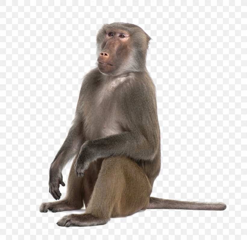 Mandrill Hamadryas Baboon Primate Ape Monkey, PNG, 1405x1367px, Mandrill, Ape, Baboons, Fauna, Hamadryas Baboon Download Free