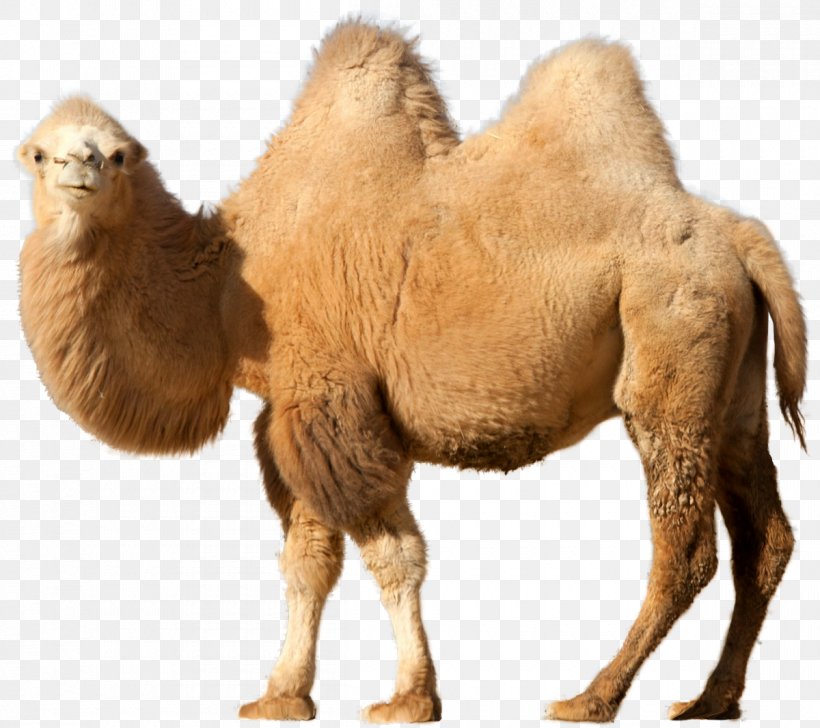 Bactrian Camel Dromedary Clip Art, PNG, 1200x1066px, Bactrian Camel, Arabian Camel, Camel, Camel Like Mammal, Dromedary Download Free