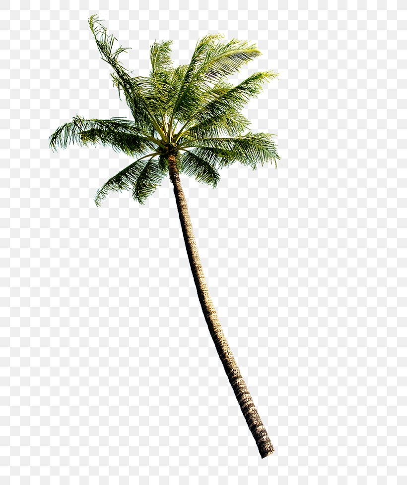 Coconut Euclidean Vector Tree, PNG, 769x979px, Tree, Arecaceae ...