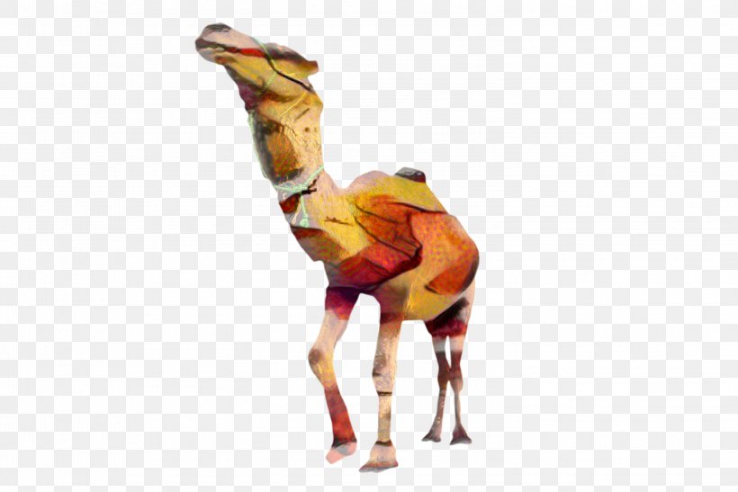 Dromedary Camel, PNG, 2995x2000px, Dromedary, Animal Figure, Arabian Camel, Camel, Camelid Download Free