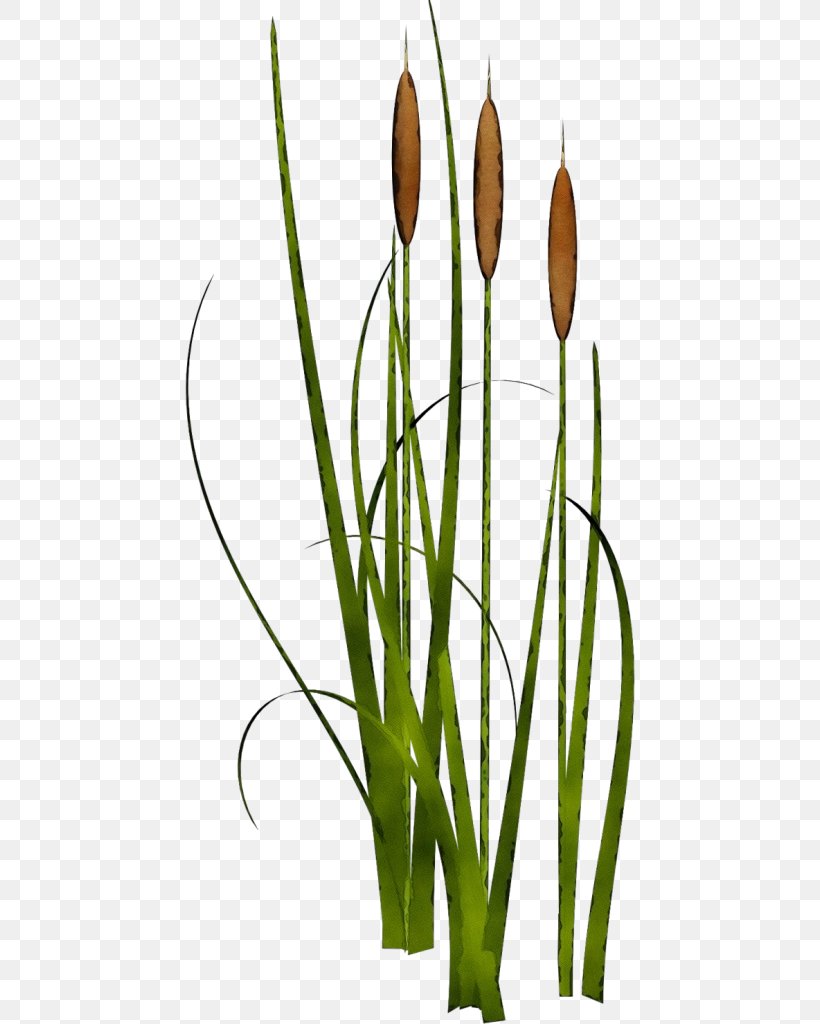 Plant Bulrush Flower Soft Flag Grass Family, PNG, 450x1024px, Watercolor, Bulrush, Flower, Grass, Grass Family Download Free