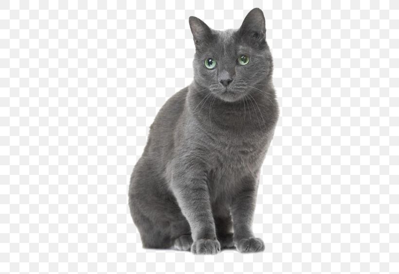 Russian Blue American Shorthair British Shorthair Tabby Cat Stock Photography, PNG, 564x564px, Russian Blue, American Shorthair, Asian, Black Cat, Bombay Download Free