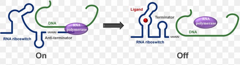Terminator RNA Antitermination DNA Transcriptional Regulation, PNG, 3715x1013px, Watercolor, Cartoon, Flower, Frame, Heart Download Free