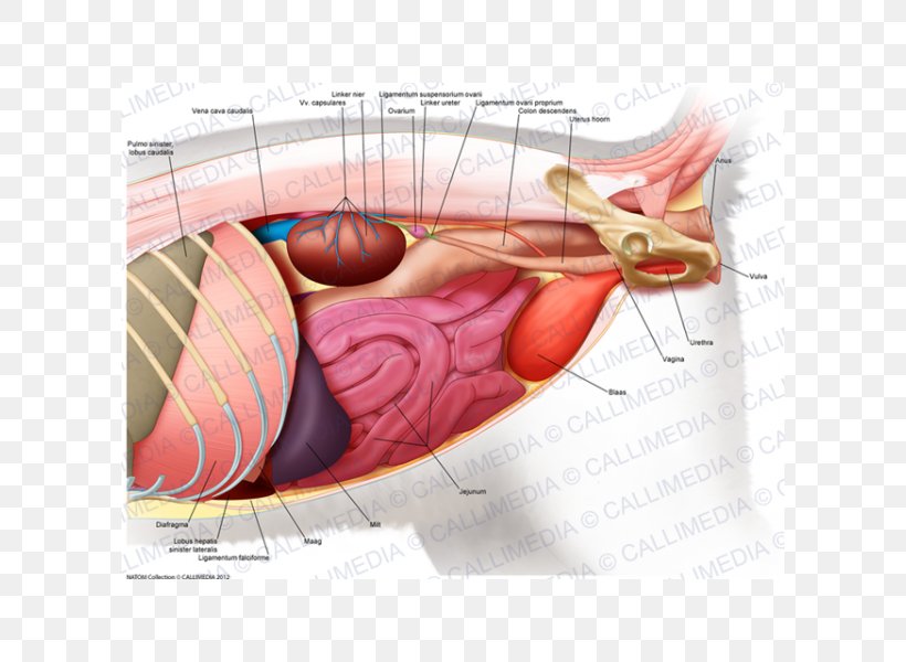 Abdomen Muscle Human Anatomy Human Body, PNG, 600x600px, Watercolor, Cartoon, Flower, Frame, Heart Download Free