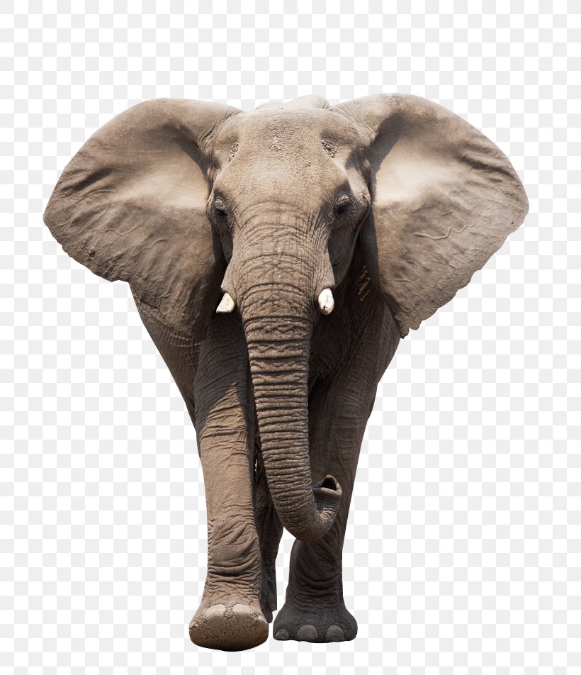 African Elephant Indian Elephant World Elephant Day Clip Art, PNG, 813x952px, African Elephant, Animal, Asian Elephant, Elephant, Elephants And Mammoths Download Free