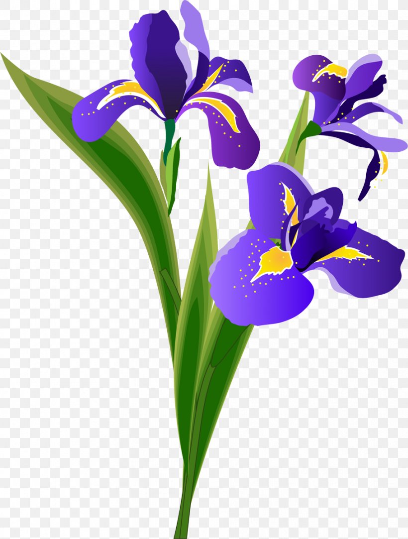 Flower Irises, PNG, 908x1200px, Flower, Cut Flowers, Floral Design, Flowering Plant, Iris Download Free