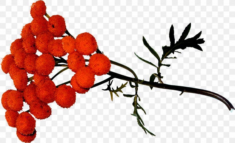 Food Rose Hip Rowan Twig, PNG, 2097x1276px, Food, Berry, Branch, Fruit, Hippophae Download Free