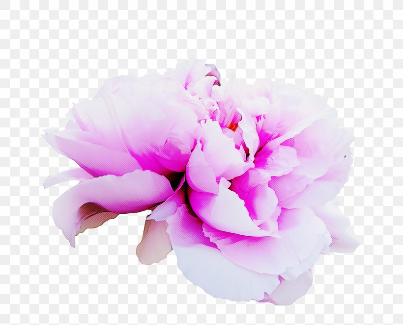 Garden Roses, PNG, 1696x1373px, Petal, Bird Of Paradise Flower, Cut Flowers, Flower, Garden Roses Download Free