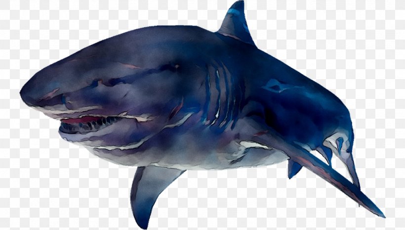 Great White Shark Tiger Shark Mackerel Sharks Requiem Sharks, PNG, 1026x583px, Great White Shark, Biology, Cartilaginous Fish, Cetacea, Common Bottlenose Dolphin Download Free