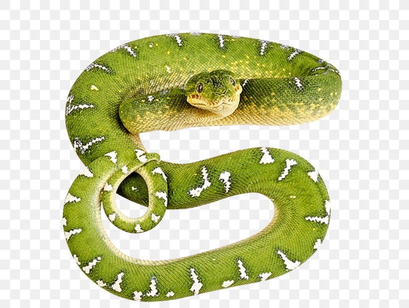 Smooth Green Snake Reptile Vertebrate Venomous Snake, PNG, 699x617px, Snake, Giant Anaconda, Green Snakes, King Cobra, Organism Download Free