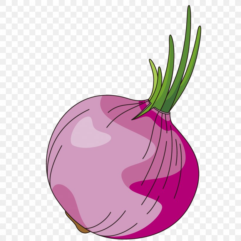 Vector Graphics Illustration Food Vegetable Onion, PNG, 1000x1000px, Food,  Cartoon, Cartoon Top Cabaret For Women, Flower,