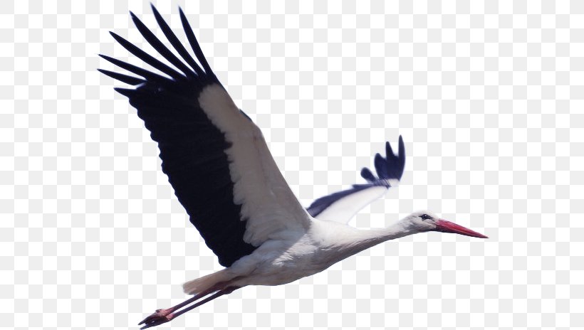 White Stork Bird Pixabay Animal Migration, PNG, 558x464px, White Stork, Animal Migration, Beak, Bird, Bird Migration Download Free