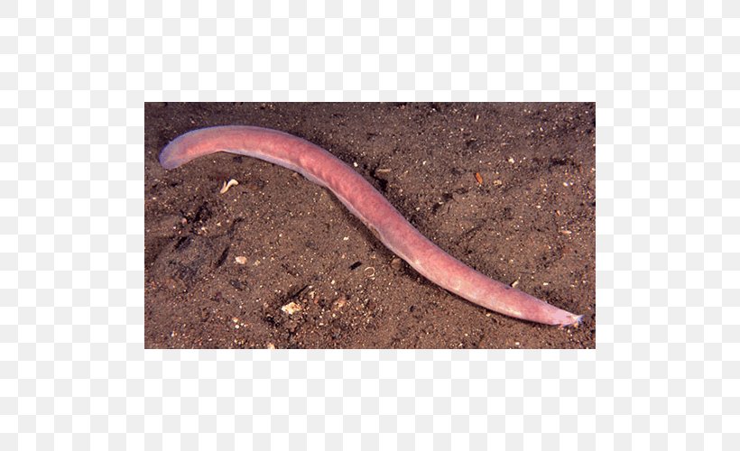 Worm Annelid, PNG, 500x500px, Worm, Annelid, Ringed Worm Download Free