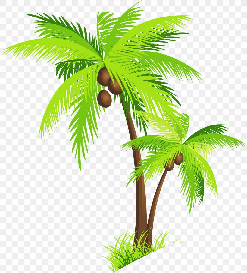 Arecaceae Coconut Clip Art, PNG, 5839x6448px, Arecaceae, Arecales, Borassus Flabellifer, Coconut, Document Download Free