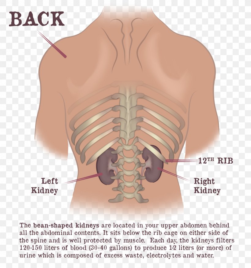 Dr. Gaytri Gandotra Rib Cage Kidney Shoulder Vertebral Column, PNG, 1688x1804px, Watercolor, Cartoon, Flower, Frame, Heart Download Free