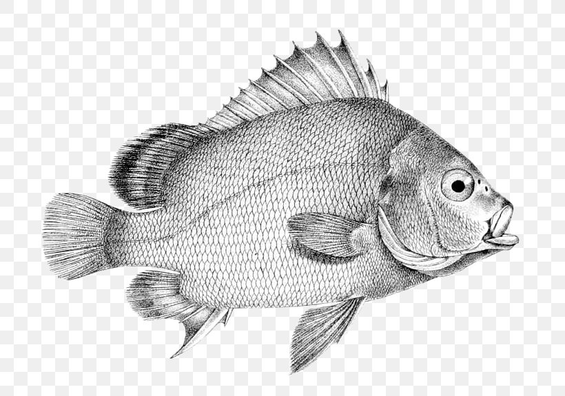 Tilapia Drawing Perch /m/02csf Fish, PNG, 770x575px, Tilapia, Black And White, Drawing, Fauna, Fish Download Free