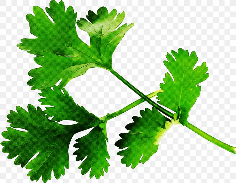 Cartoon Plane, PNG, 1650x1279px, Parsley, Chervil, Chinese Celery, Coriander, Flower Download Free