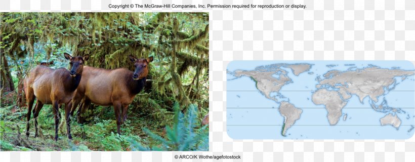 Cattle Wildlife Ecosystem Fauna Mammal, PNG, 1456x569px, Cattle, Cattle Like Mammal, Ecosystem, Fauna, Grass Download Free