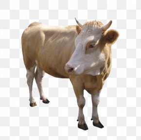 philippine goat philippines carabao beef cattle sheep png 618x600px philippine goat beef cattle caprinae carabao cattle download free philippine goat philippines carabao