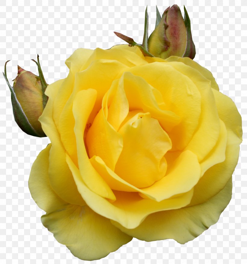 Flower Yellow Clip Art, PNG, 2000x2137px, Flower, Cut Flowers, Easter Lily, Ensign Wholesale Floral, Floribunda Download Free