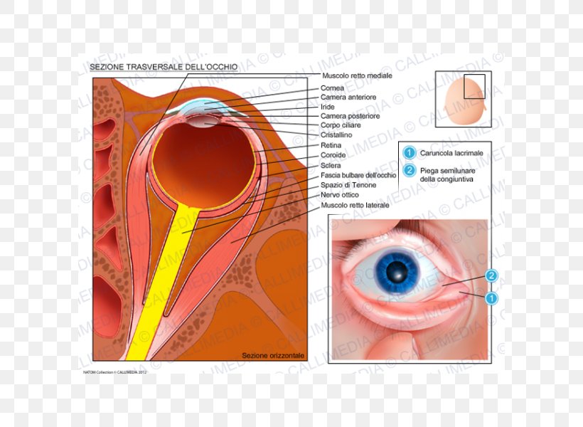 Iris Eye Transverse Plane Human Anatomy, PNG, 600x600px, Watercolor, Cartoon, Flower, Frame, Heart Download Free