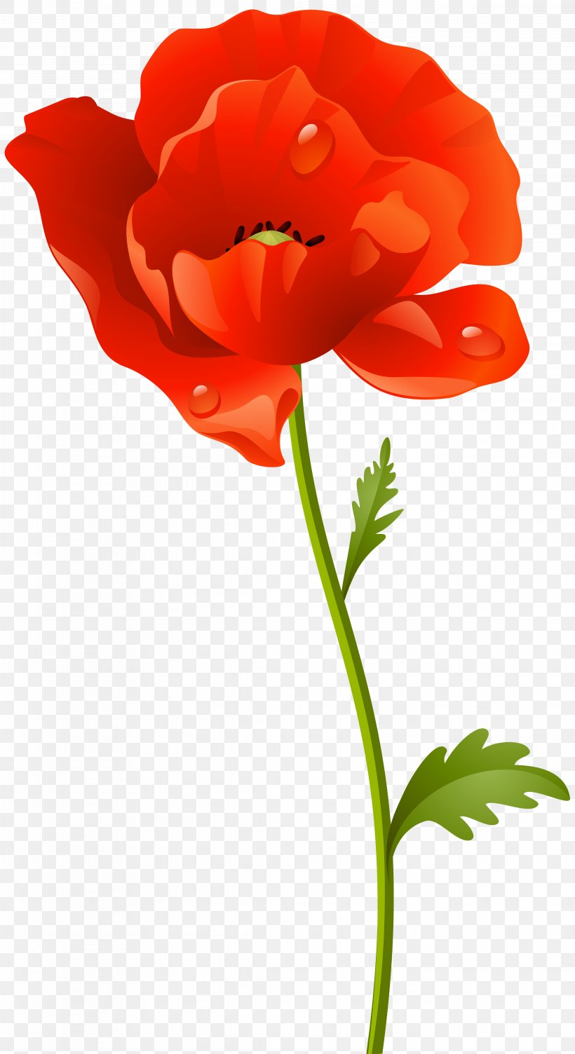 Clip Art Poppy Flower Image, PNG, 4359x8000px, Poppy, Anemone, Botany, Cartoon, Coquelicot Download Free