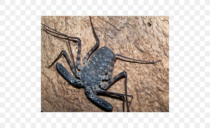 Scorpion Spider Damon Diadema Damon Variegatus Amblypygi, PNG, 500x500px, Scorpion, Amblypygi, Arachnid, Arachnology, Arthropod Download Free
