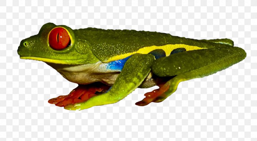 True Frog Red-eyed Tree Frog Poison Dart Frog, PNG, 945x519px, True Frog, Amphibian, Animal, Australian Green Tree Frog, Fauna Download Free