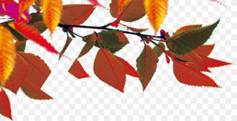 Autumn Leaf Color Maple Leaf, PNG, 1263x648px, Autumn Leaf Color, Autumn, Branch, Leaf, Maple Download Free