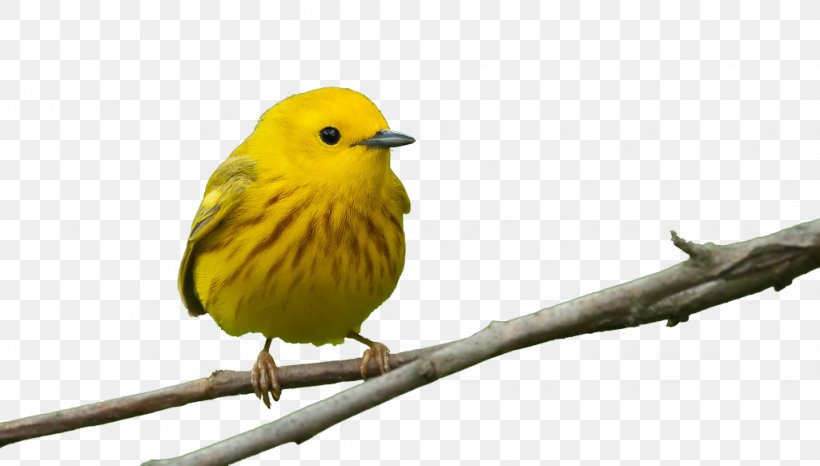 Bird Feeders Beak Window Finch, PNG, 1024x582px, Bird, Acrylic Paint, Beak, Bird Feeders, Branch Download Free