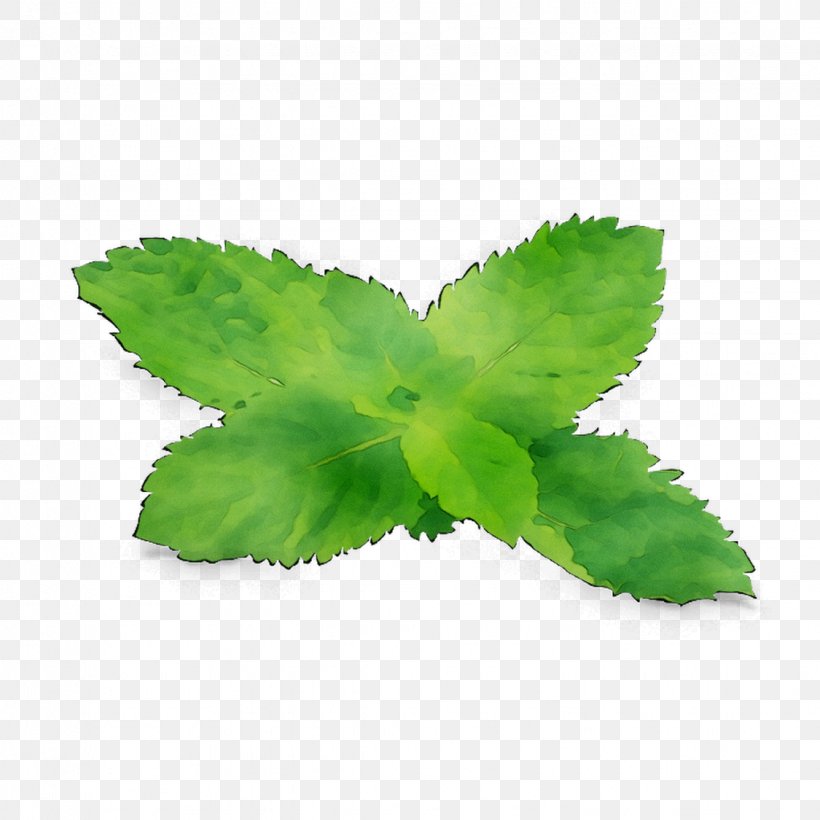 Leaf Herbalism, PNG, 1125x1125px, Leaf, Flower, Flowering Plant, Grass, Hemp Family Download Free