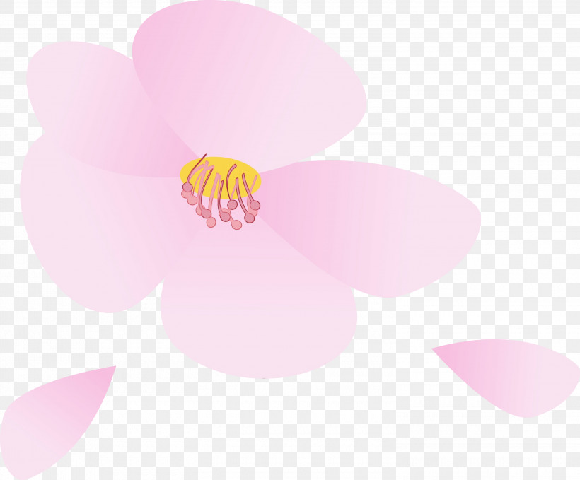 Pink Petal Flower Magenta Plant, PNG, 3000x2487px, Cherry Flower, Floral, Flower, Magenta, Moth Orchid Download Free