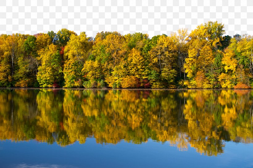 Wallpaper, PNG, 1200x800px, Forest, Autumn, Bank, Cover Art, Lake Download Free