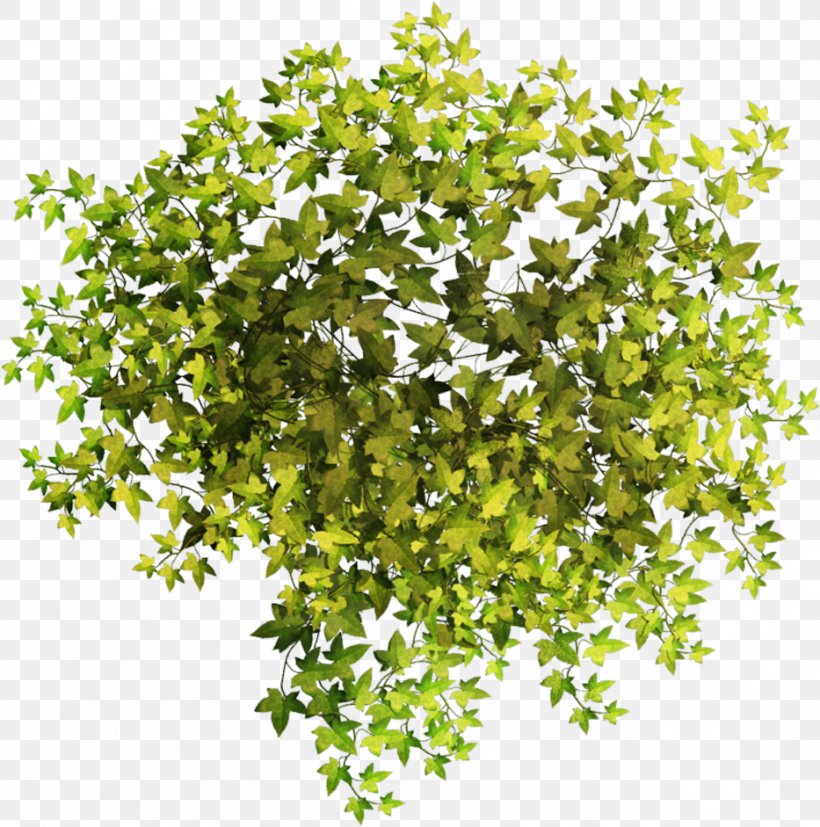 Vector Graphics Image Design Art, PNG, 933x941px, Art, Branch, Color Space, Grass, Ivy Download Free