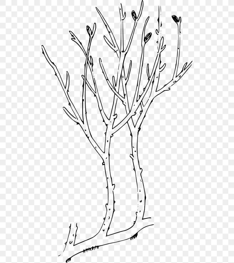 Rhyniophytina Rhynia Psilophytopsida Aglaophyton Psilotum, PNG, 530x923px, Rhyniophytina, Area, Art, Artwork, Black And White Download Free