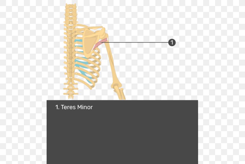 Supraspinatus Muscle Teres Minor Muscle Infraspinatus Muscle Teres Major Muscle, PNG, 507x550px, Supraspinatus Muscle, Anatomy, Arm, Deltoid Muscle, Glenoid Cavity Download Free