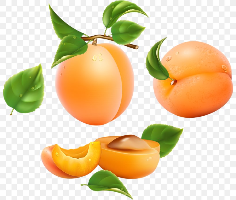 Apricot Frutti Di Bosco Drawing Fruit Peach, PNG, 800x695px, Apricot, Cherry, Citrus, Clementine, Diet Food Download Free