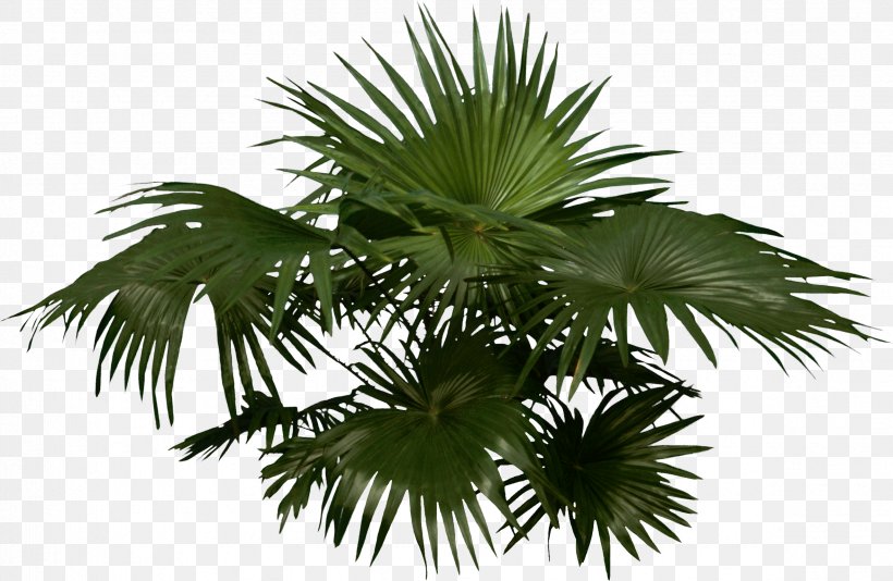 Arecaceae Woody Plant Tree, PNG, 2362x1541px, Arecaceae, Arecales, Asian Palmyra Palm, Attalea Speciosa, Borassus Flabellifer Download Free
